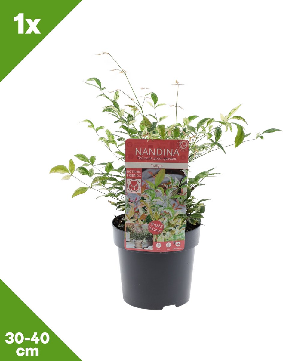 GARDENZO - Nandina domestica 'Twilight' (Hemelse bamboe) x 1, P15, 30-40 cm - Winterhard