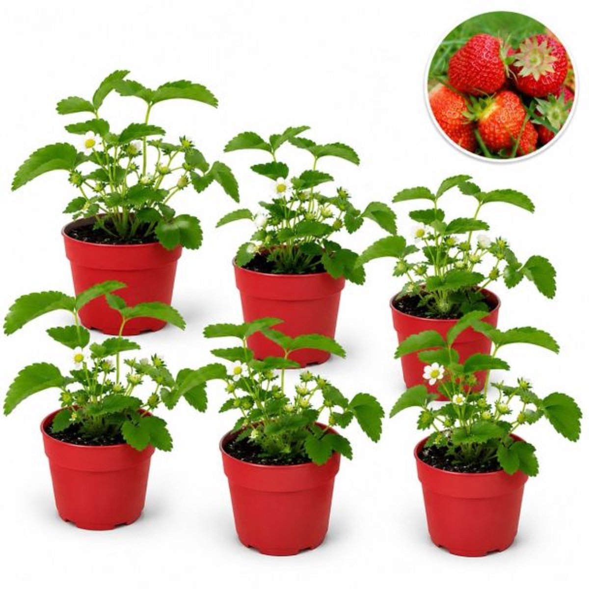 Aardbeiplant - 6 aardbeiplantjes - doordrager - moestuin - 6 stuks