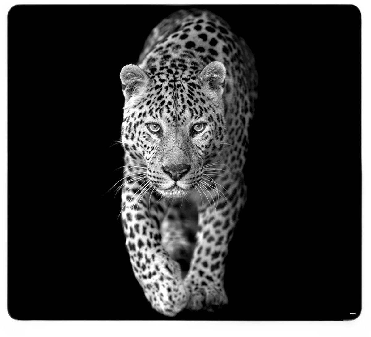 Multifunctioneel glazen snijplank, afdekplaat, Leopard, 56x50cm