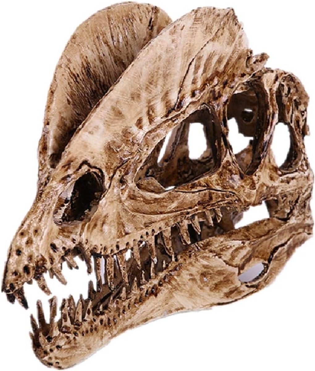 Dubbele Kroon Draak Dinosaurusschedel Model, Fossiele Tand van Dinosaurus, Decoratie en Fotografie Accessoires