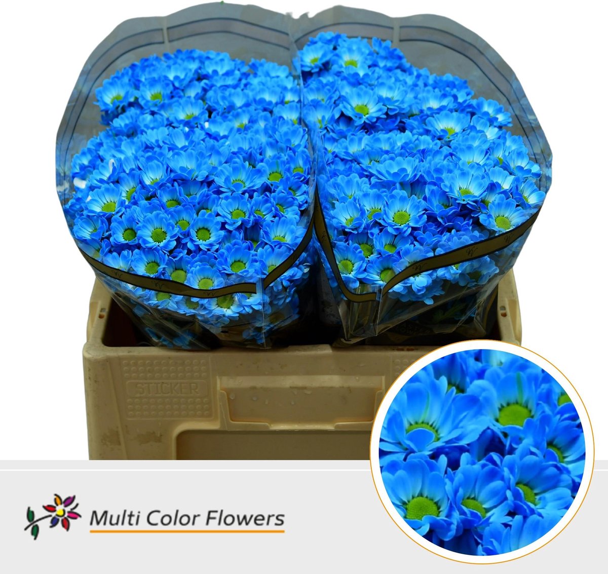 50x Chrysant san. bowie blauw 50cm