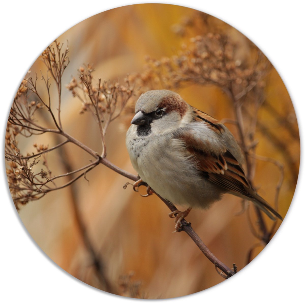 Label2X - Muurcirkel vogeltje op takje - Ø 50 cm - Forex - Multicolor - Wandcirkel - Rond Schilderij - Muurdecoratie Cirkel - Wandecoratie rond - Decoratie voor woonkamer of slaapkamer