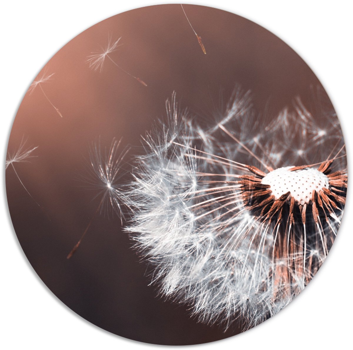 Label2X - Muurcirkel paardenbloem detail - Ø 25 cm - Dibond - Multicolor - Wandcirkel - Rond Schilderij - Muurdecoratie Cirkel - Wandecoratie rond - Decoratie voor woonkamer of slaapkamer