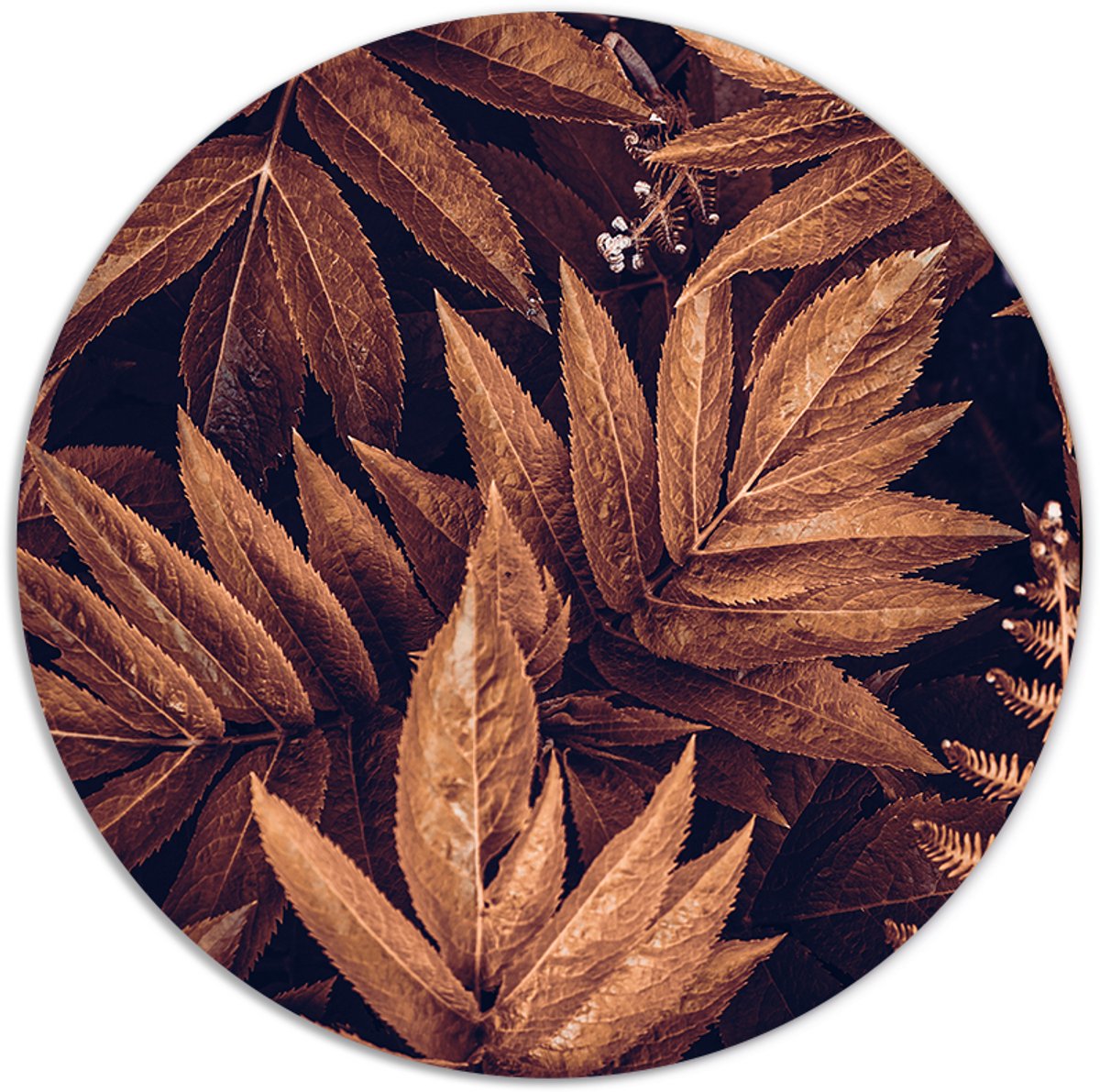 Label2X - Muurcirkel brown plant - Ø 25 cm - Dibond - Multicolor - Wandcirkel - Rond Schilderij - Muurdecoratie Cirkel - Wandecoratie rond - Decoratie voor woonkamer of slaapkamer