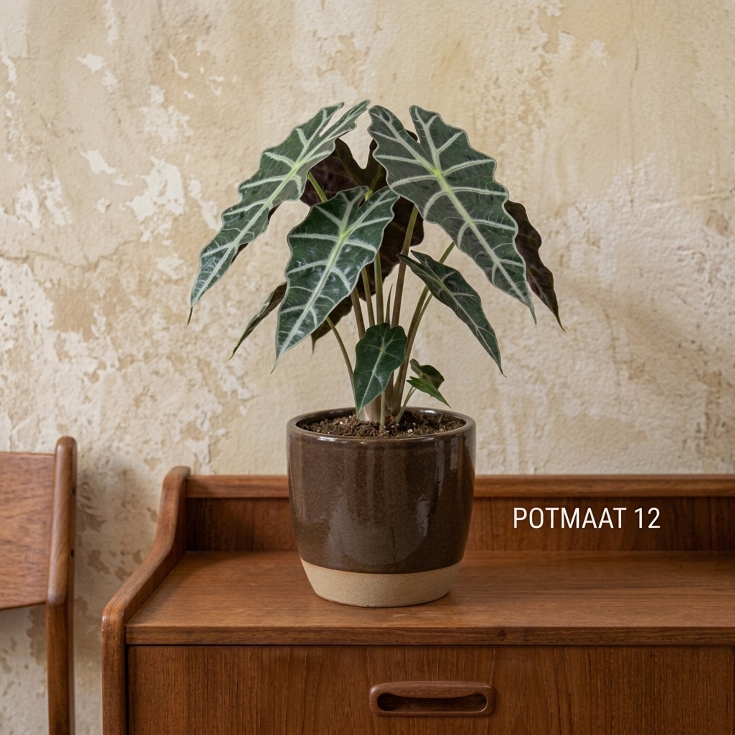 special - Alocasia Amazonica Polly - Kamerplant - Hoogte 20-40 cm - Potmaat Ø12cm