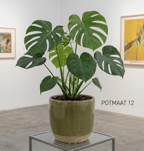Monstera Deliciosa - Gatenplant - Kamerplanten - Luchtzuiverend - Gemakkelijk in onderhoud - Hoogte 70-80 cm - Pot 21 cm