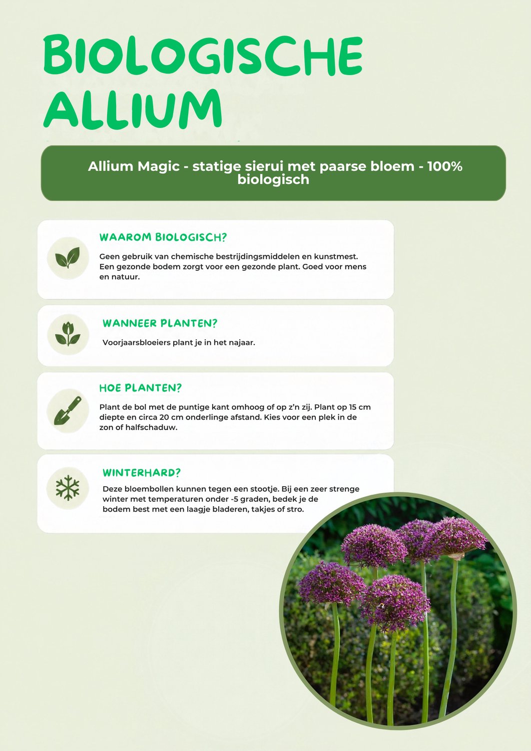 Allium Magic- 100% biologische bloembollen - prachtige sierui met grote paarse bloem en stevige stengel - 10 bloembollen
