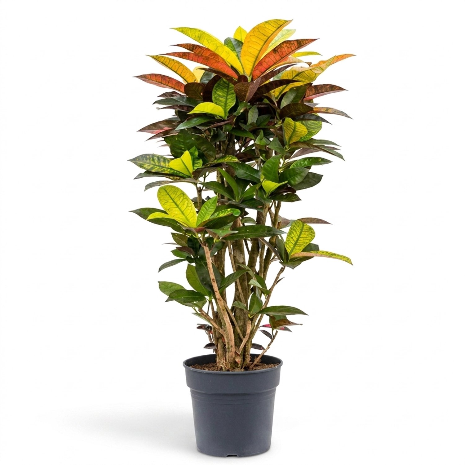 Bloomique - Codiaeum Variegatum Iceton - Croton - Bladplant - Kamerplanten - Bont blad in geel, oranje en rood - Luchtzuiverend - Hoogte 70-80 cm - Pot 24 cm