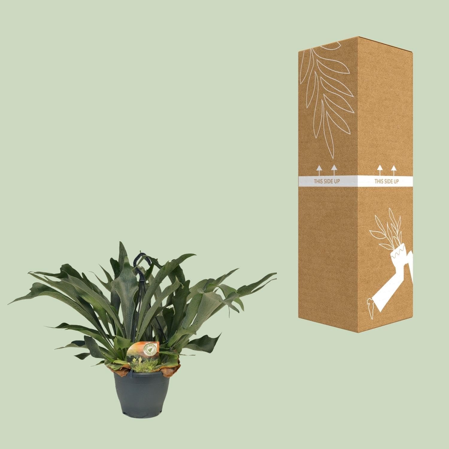 Bifurcatum - 40-50cm - Ø21cm - Kamerplant - Groenblijvend