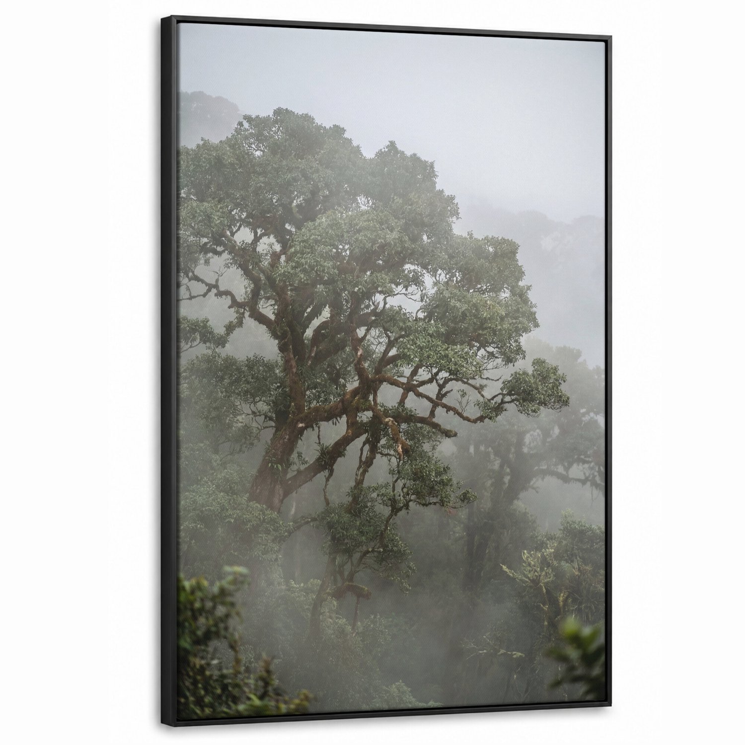 Canvas Schilderij met Baklijst - Boom - Mistig - Bos - Groen - Natuur
