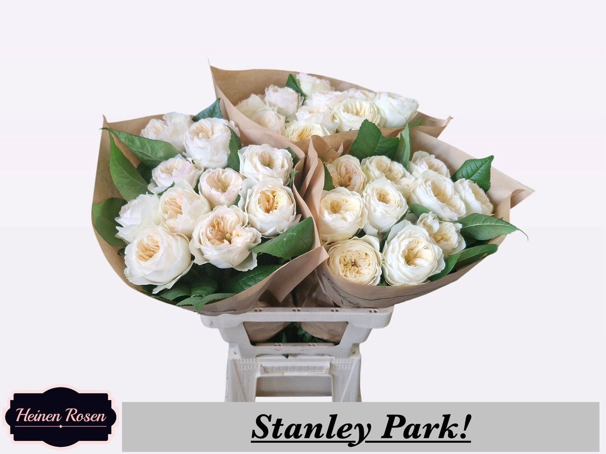10x Rosa stanley park 60cm