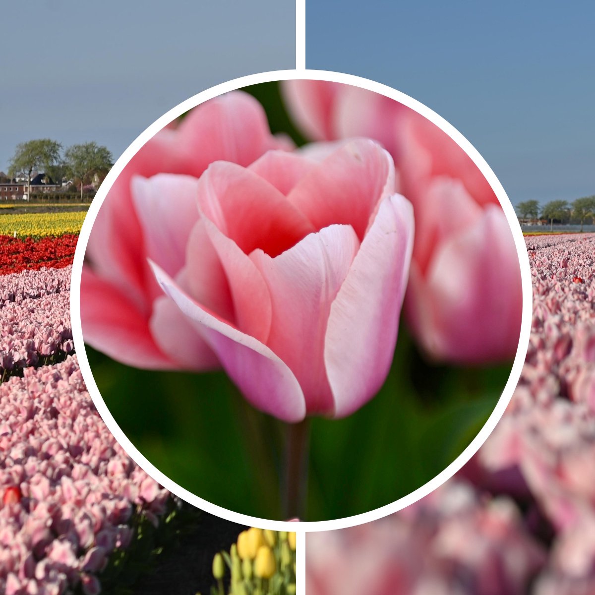 Tulpenbollen ‘Apicona’ – 30 stuks – Roze Tulpen – Voorjaarsbloemen