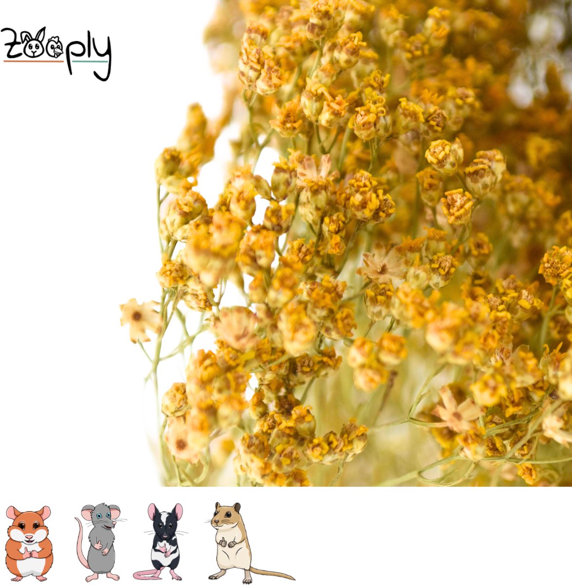Zooply Brembloesem - 70 gram - in koker
