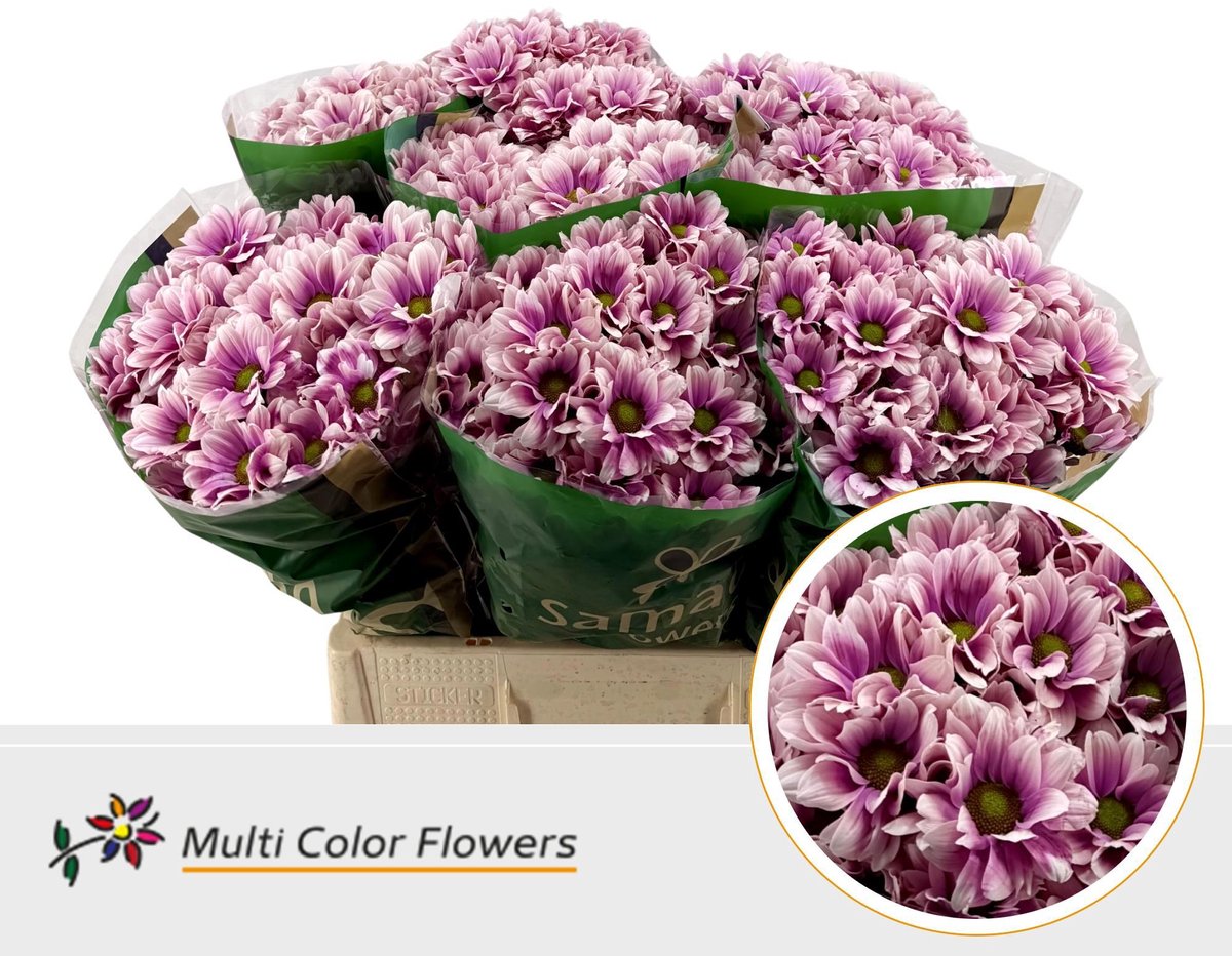 10x Chrysant overig 60cm