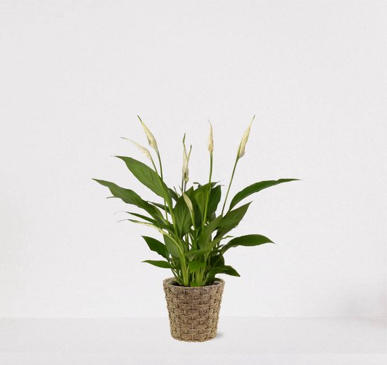 Spathiphyllum in siermand Mandy Naturel – witte kamerplant – luchtzuiverende lepelplant - 35-50cm - Ø13 – geleverd met plantenpot – vers uit de kwekerij