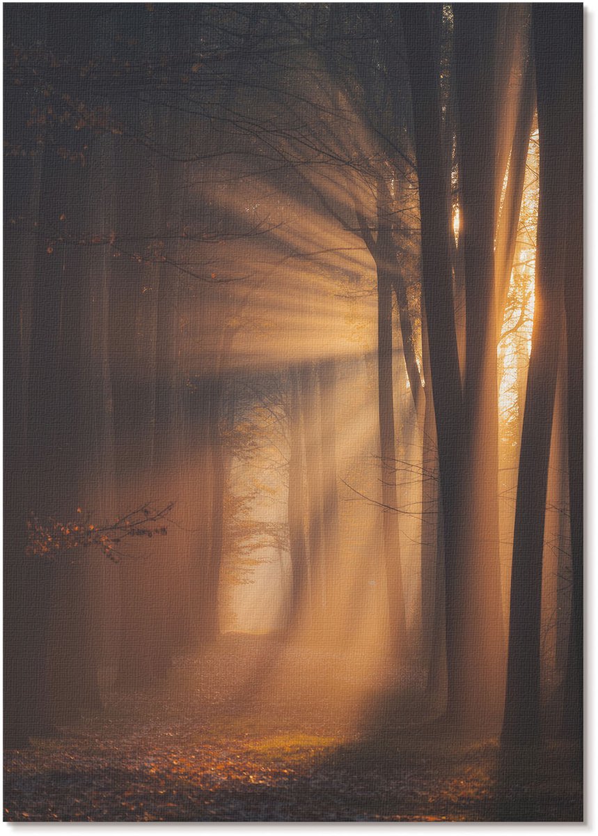 Tulup Polycanvas Poster - Bosochtend, Fotografie - A4 - Bruin Wandposter - Rechthoek - Muurdecoratie - Woonkamer, Slaapkamer, Kantoor - Klassiek