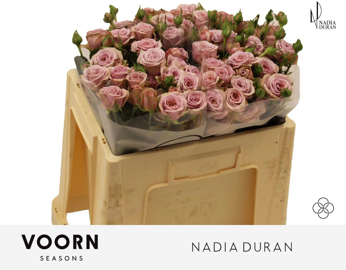 10x Rosa nadia duran 50cm