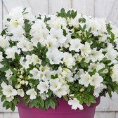 4x Azalea Bloomchampion White – Japanse Azalea in 3 liter pot