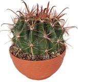 Cactus van Botanicly – Fishhook Barrel Cactus in een terracotta schaal als set – Hoogte: 20 cm – Ferocactus Wislizeni