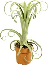 Tillandsia Curly Slim Plant - Groen - ↑ 30-40cm - Ø 12cm