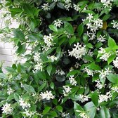 Witte Toscaanse Jasmijn (Sterjasmijn)  - Klimplant | Wit - Groenblijvend / Wintergroen en Winterhard - Plant | 1,5 liter pot