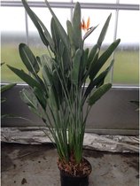 Strelitzia nicolai/reginae - Paradijsvogelbloem 170-220cm