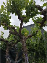 Vitis vinifera - Witte druivenstruik - Biologisch 190-240cm - Oude stam