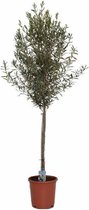 Olea europea - Olijfboom - Winterhard 150-200cm - Stamvorming