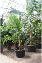 Cocos nucifera - Kokospalm 340-350cm