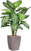 HTT - Kunstplant Dieffenbachia in Genesis vierkant taupe H140 cm