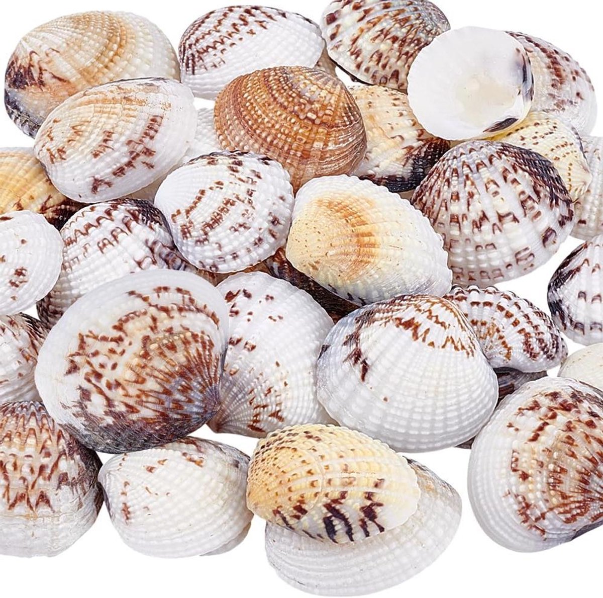TTGoods - 40 natuurlijke sint-jakobsschelpen, formaat 2,8 - 4,4 cm, niet geboord, geschikt voor aquariumdecoratie.