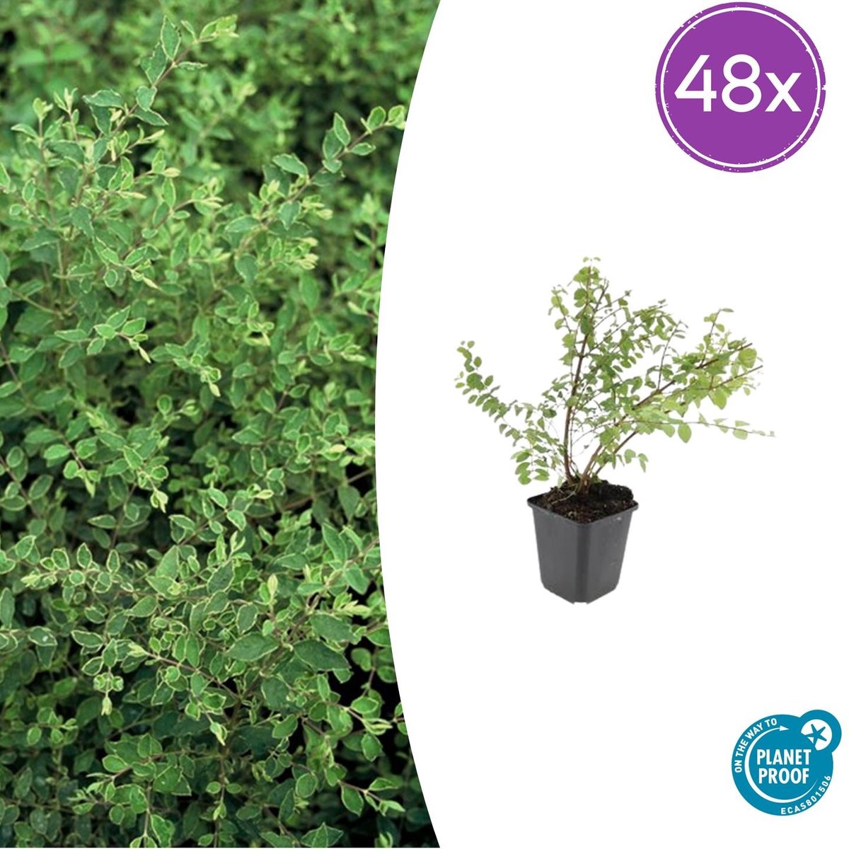 Trendyplants - Symphoricarpos chenaultii 'Hancock' - 48 stuks - Koraalbes - Winterhard - Hoogte 10-30 cm - Potmaat Ø9cm