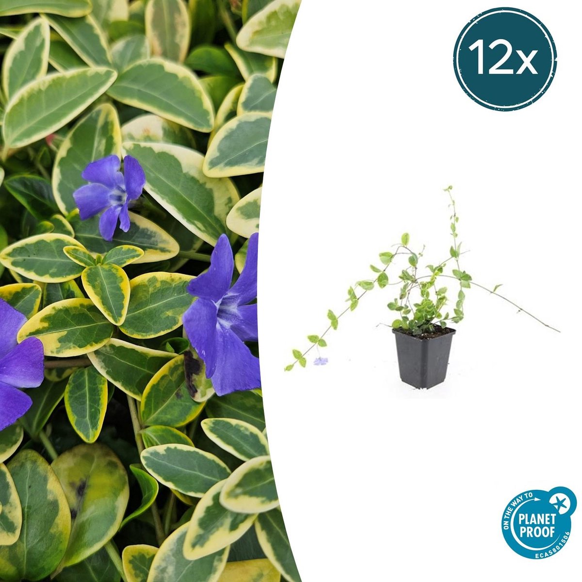 Trendyplants - Vinca minor 'Blue and Gold' - 12 stuks - Maagdenpalm - Winterhard - Hoogte 10-30 cm - Potmaat Ø9cm