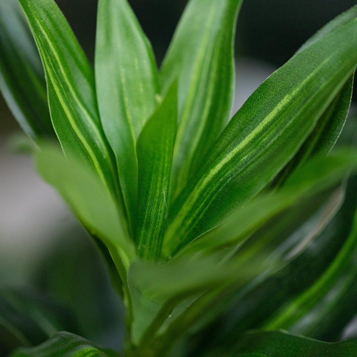 maxifleur Kunstplanten Draceana Reflexa Kunstplant groen 120cm RT