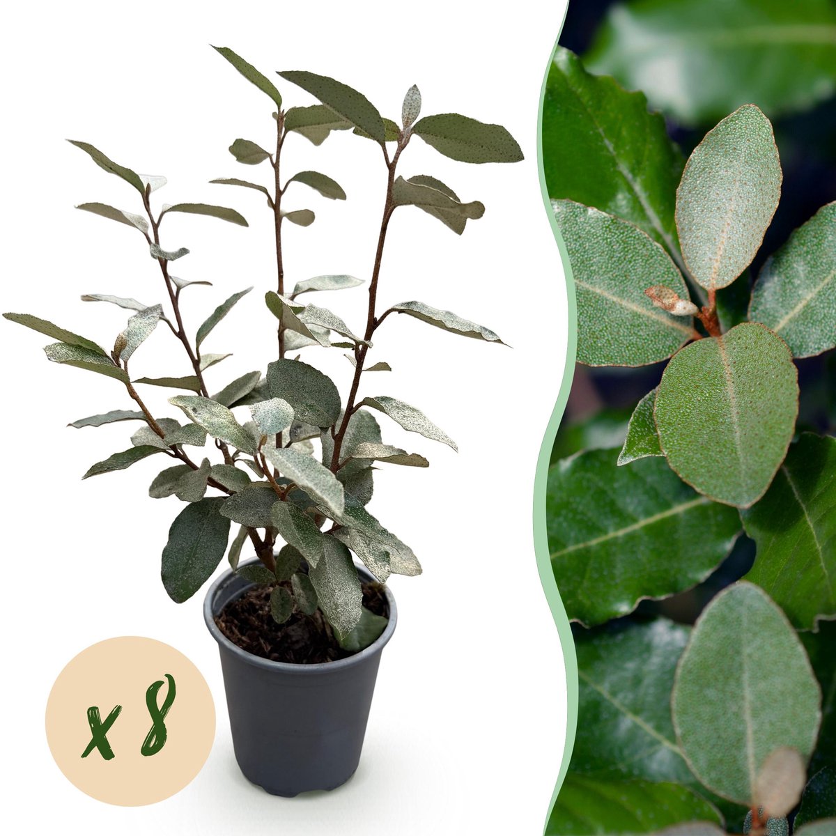Plantenboetiek.nl | 8x Elaegnus ebbingei Compacta - Olijfwilg - Groenblijvend - Grijs - Ø9cm - 30-35cm hoog - Tuinplant
