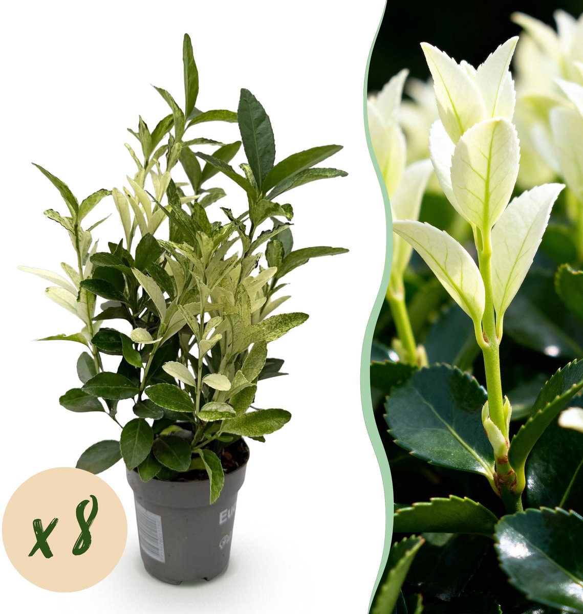 Plantenboetiek.nl | 8x Euonymus japonica Paloma Blanca - Kardinaalsmuts - Groenblijvend - Groen - Wit - Ø9cm - 20-35cm hoog - Tuinplant