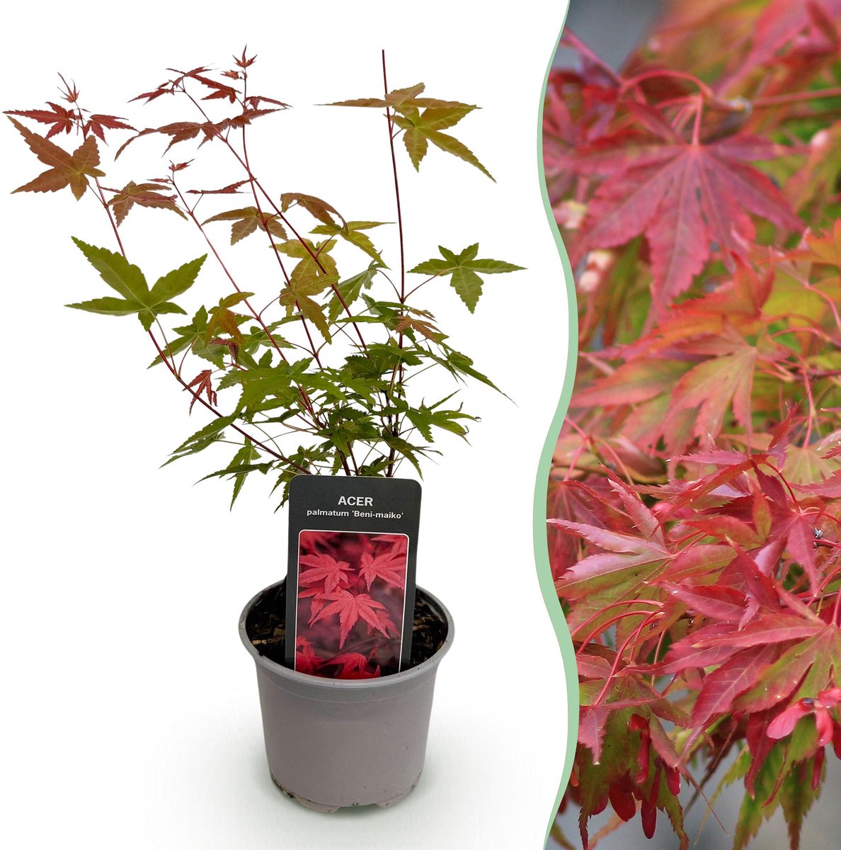 Plantenboetiek.nl | Acer palmatum Beni-maiko - Rood - Bladverliezend - Weinig Onderhoud - Ø12cm - 25-35cm hoog - Tuinplant