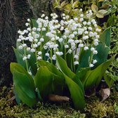 Een bos lelietjes-van-dalen planten met witte bloemen en lange groene bladeren, gefotografeerd naast een boom.