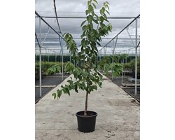 Pyrus communis - Oude Perenboom 'Bonne Louis' - Onderstam BA29 - 45L pot - ca. 2m