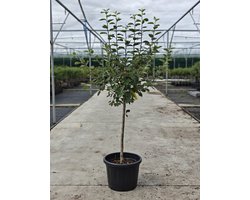 Malus domestica - Oude Appelboom 'Notarisappel' - Onderstam M111 - 45L pot - ca. 2m
