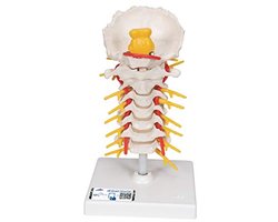 Beweegbaar Menselijk Anatomie Model Halswervelkolom met Gratis Anatomie App