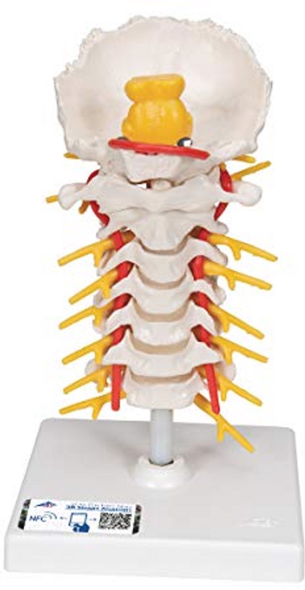 Beweegbaar Menselijk Anatomie Model Halswervelkolom met Gratis Anatomie App