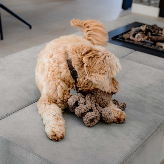 Lichtbruine cockapoo speelt met een taupekleurige octopusknuffel met tentakels.