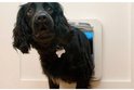 Zwarte hond met halsband met botvormige penning gaat door een wit huisdierluik.