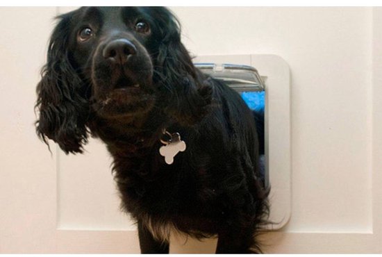Zwarte hond met halsband met botvormige penning gaat door een wit huisdierluik.