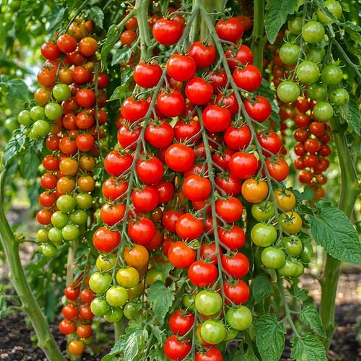 Tomaten zaden - Cherrytomaat Sweet Baby
