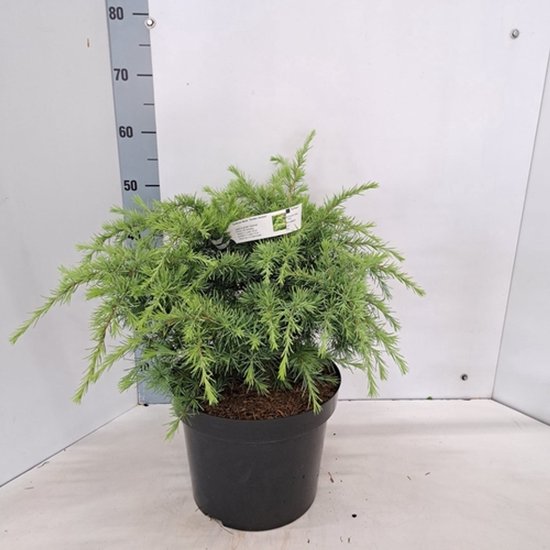 Cedrus deodara 'Golden Horizon' pot met groenblijvende dennennaalden, 30-40 cm hoog.