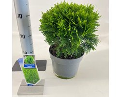 Thuja occ. ‘Danica’ - Levensboom | 25-30 cm pot