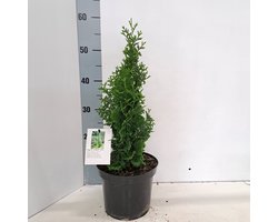 Thuja occ. 'Brobeck's Tower’ - Levensboom | 40-50 cm pot