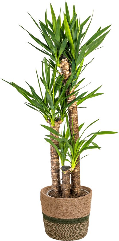 Yucca boom 120 - 140cm - Inclusief mand Ø24cm - Sterke kamerplant